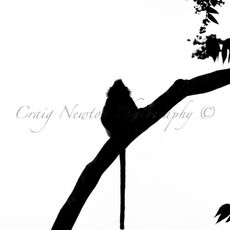 Silvery Lutung (Trachypithecus cristatus), Kinabatangan Wildlife Sanctuary, Sabah, Malaysia