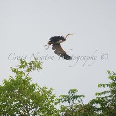Purple Heron (Ardea purpurea), Kinabatangan Wildlife Sanctuary, Sabah, Malaysia