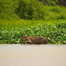 Jaguar (Panthera onca palustris), Parque Estadual Encontro das Águas, Brazil