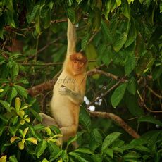 Proboscis Monkey (Nasalis larva's), Kinabatangan Wildlife Sanctuary, Sabah, Malaysia