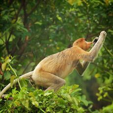 Proboscis Monkey (Nasalis larva's), Kinabatangan Wildlife Sanctuary, Sabah, Malaysia