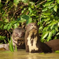 Giant River Otter (Pteronura brasiliensis), Parque Estadual Encontro das Águas, Brazil