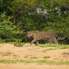 Jaguar (Panthera onca palustris), Parque Estadual Encontro das Águas, Brazil