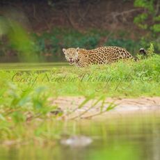 Jaguar (Panthera onca palustris), Parque Estadual Encontro das Águas, Brazil