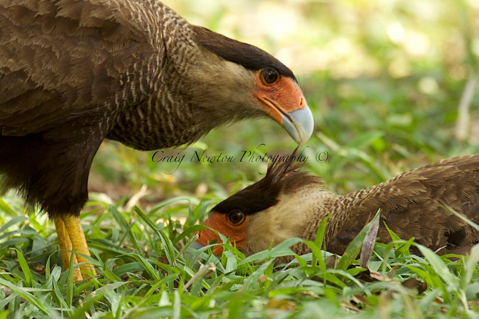Southern Crested Caracara (Caracara plancus), Estrada Parque Transpantaneira, Brazil