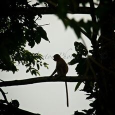 Proboscis Monkey (Nasalis larva's), Kinabatangan Wildlife Sanctuary, Sabah, Malaysia
