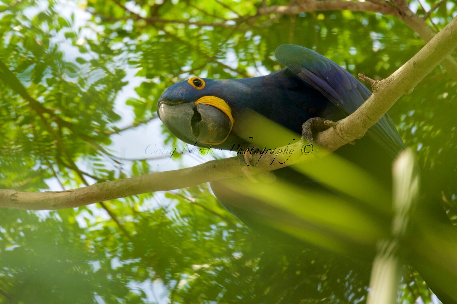 Hyacinth Macaw (Anodorhynchus hyacinthinus), Parque Estadual Encontro das Águas, Brazil