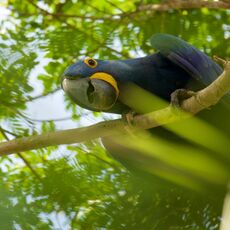Hyacinth Macaw (Anodorhynchus hyacinthinus), Parque Estadual Encontro das Águas, Brazil