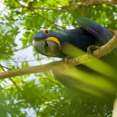 Hyacinth Macaw (Anodorhynchus hyacinthinus), Parque Estadual Encontro das Águas, Brazil
