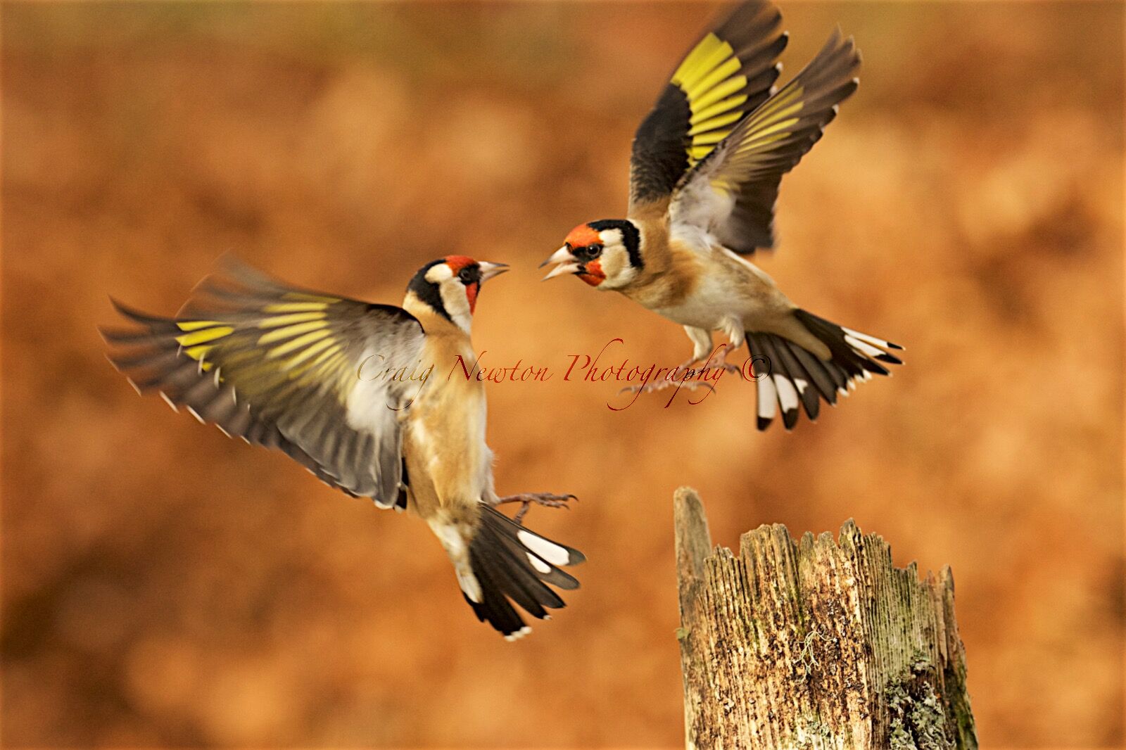 European Goldfinch (Carduelis carduelis), Denholm, Scotland