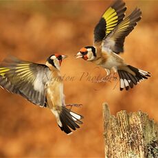 European Goldfinches (Carduelis carduelis), Denholm, Scotland