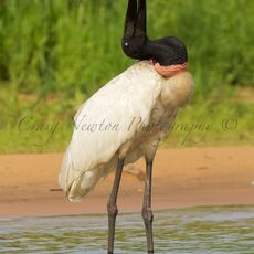 Jabiru (Jabiru mycteria), Parque Estadual Encontro das Águas, Brazil
