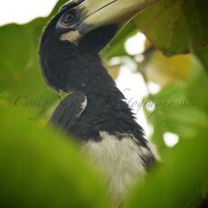 Oriental Pied Hornbill (Anthracoceros albirostris), Kinabatangan Wildlife Sanctuary, Sabah, Malaysia