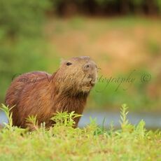 Capybara (Hydrochoerus hydrochaeris), Parque Estadual Encontro das Águas, Brazil
