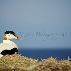 Common Eider (Somateria mollissima), Isle of May, Scotland