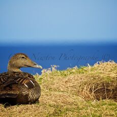 Common Eider (Somateria mollissima), Isle of May, Scotland