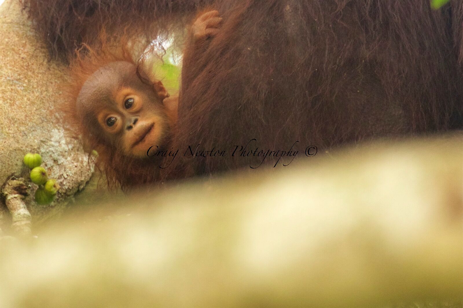 Bornean Orang-utan (Pongo pygmaeus), Kinabatangan Wildlife Sanctuary, Sabah, Malaysia
