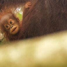 Bornean Orang-utan (Pongo pygmaeus), Kinabatangan Wildlife Sanctuary, Sabah, Malaysia