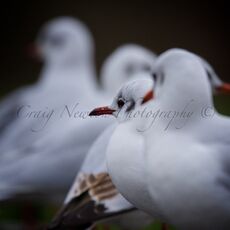 Black-headed Gull (Chroicocephalus ridibundus), Edinburgh, Scotland