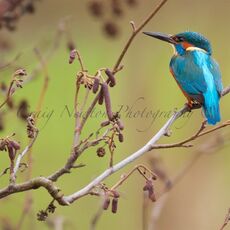 Common Kingfisher (Alcedo atthis), Edinburgh, Scotland