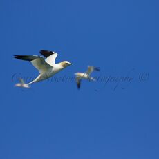 Northern Gannets (Morus bassanus), Bass Rock, Scotland
