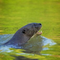 Giant River Otter (Pteronura brasiliensis), Parque Estadual Encontro das Águas, Brazil