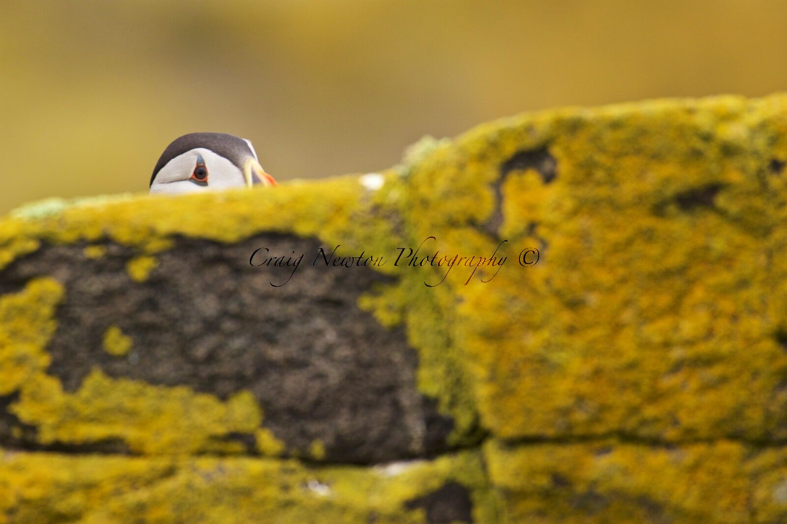 Atlantic Puffin (Fratercula arctica), Isle of May, Scotland