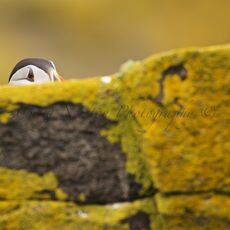 Atlantic Puffin (Fratercula arctica), Isle of May, Scotland