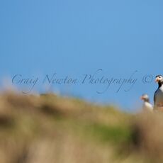 Atlantic Puffin (Fratercula arctica), Isle of May, Scotland