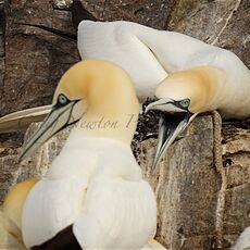 Northern Gannets (Morus bassanus), Bass Rock, Scotland