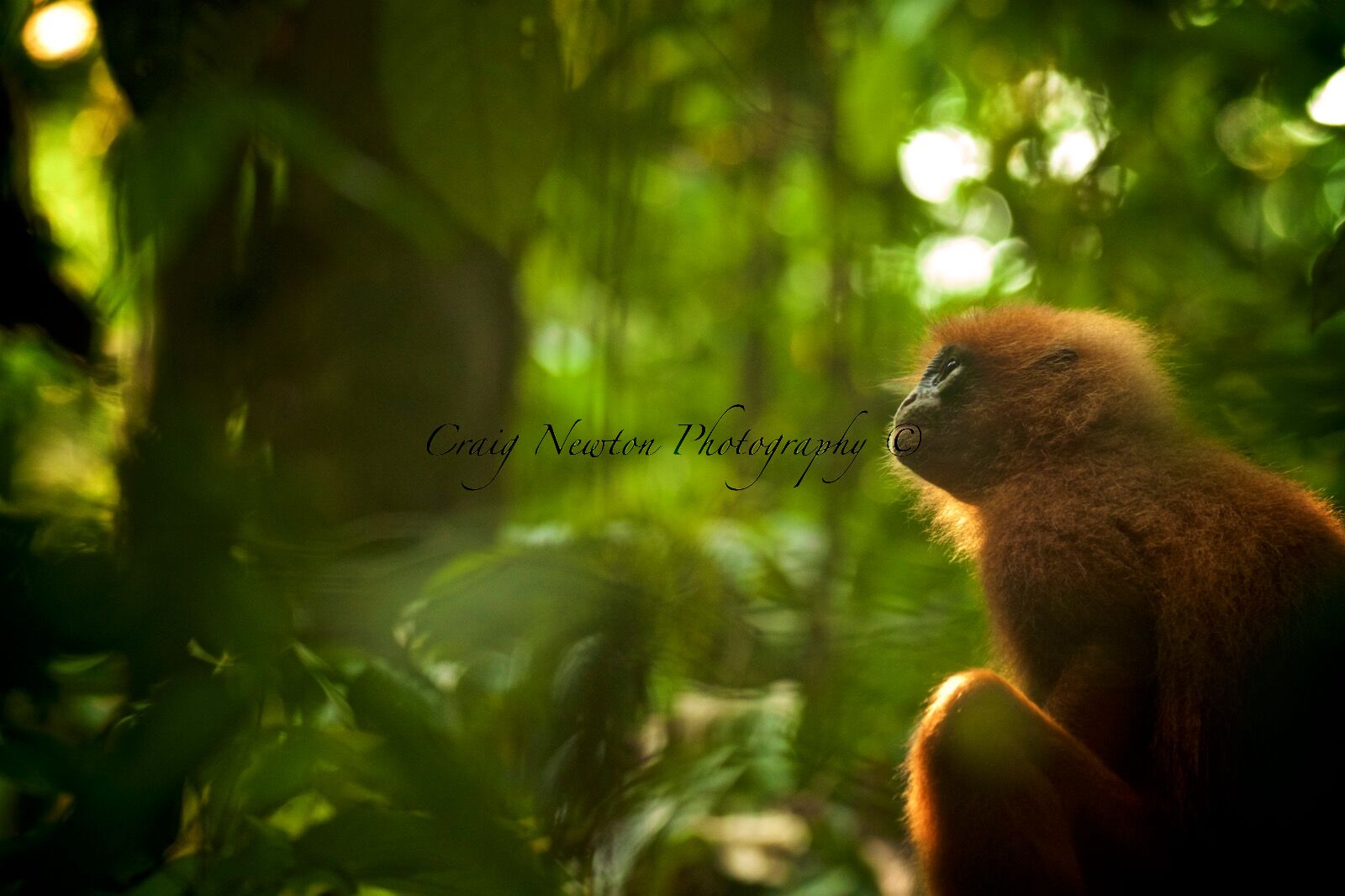 Red Leaf Monkey (Presbytis rubicund), Danum Valley Conservation Area, Sabah, Malaysia