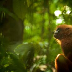 Red Leaf Monkey (Presbytis rubicund), Danum Valley Conservation Area, Sabah, Malaysia