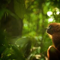 Red Leaf Monkey (Presbytis rubicund), Danum Valley Conservation Area, Sabah, Malaysia
