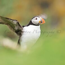 Atlantic Puffin (Fratercula arctica), Isle of May, Scotland