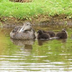 Common Eider (Somateria mollissima), Isle of May, Scotland