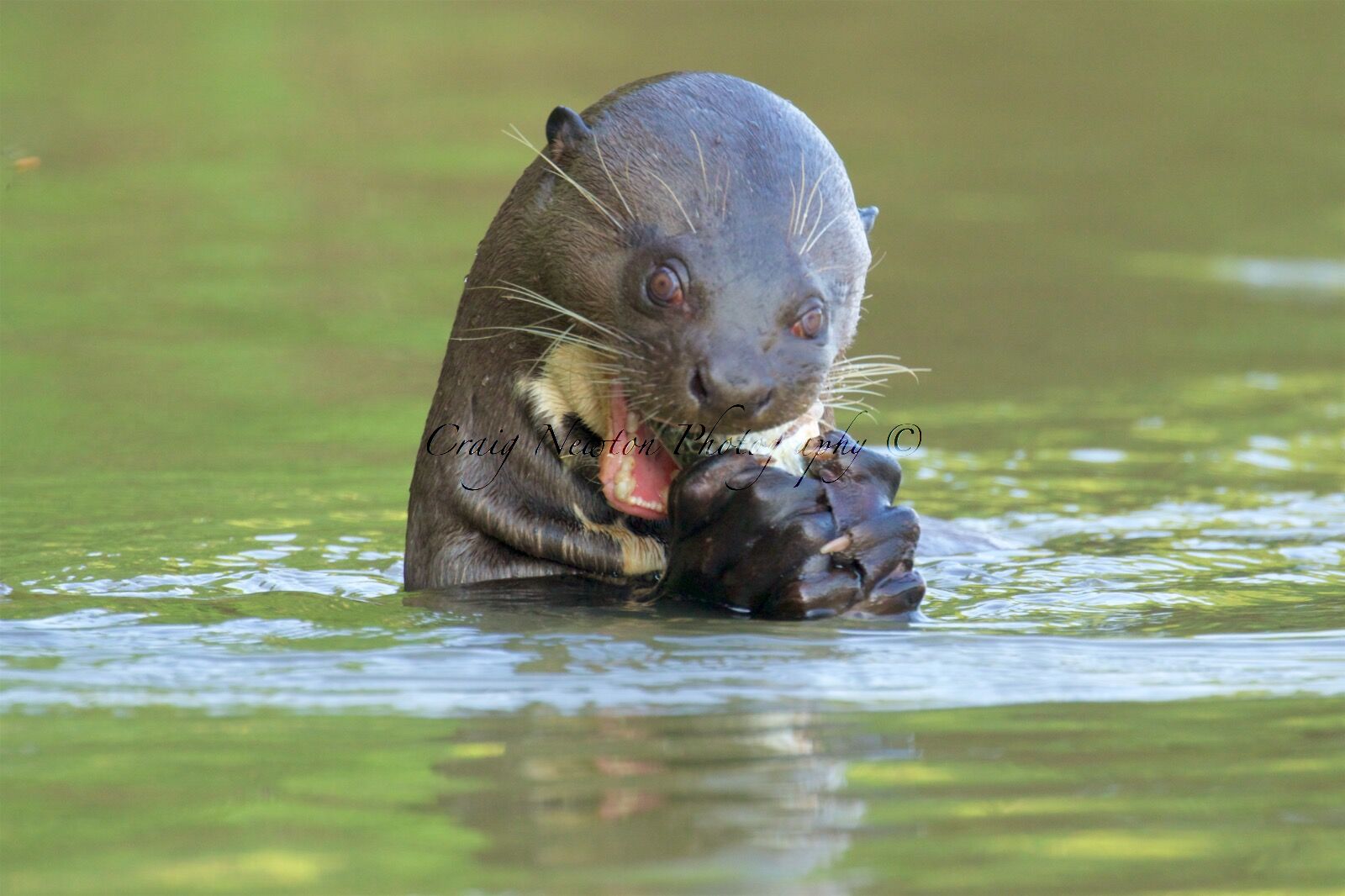Giant River Otter (Pteronura brasiliensis), Parque Estadual Encontro das Águas, Brazil