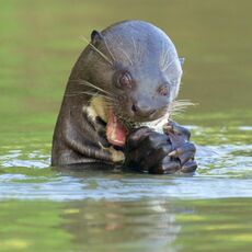 Giant River Otter (Pteronura brasiliensis), Parque Estadual Encontro das Águas, Brazil