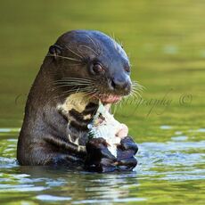 Giant River Otter (Pteronura brasiliensis), Parque Estadual Encontro das Águas, Brazil