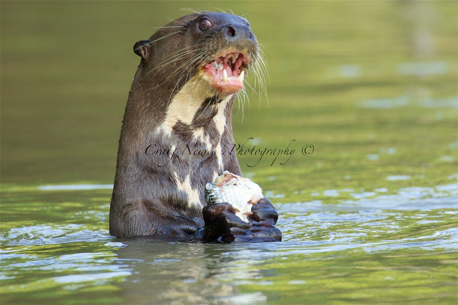 Giant River Otter (Pteronura brasiliensis), Parque Estadual Encontro das Águas, Brazil