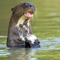 Giant River Otter (Pteronura brasiliensis), Parque Estadual Encontro das Águas, Brazil