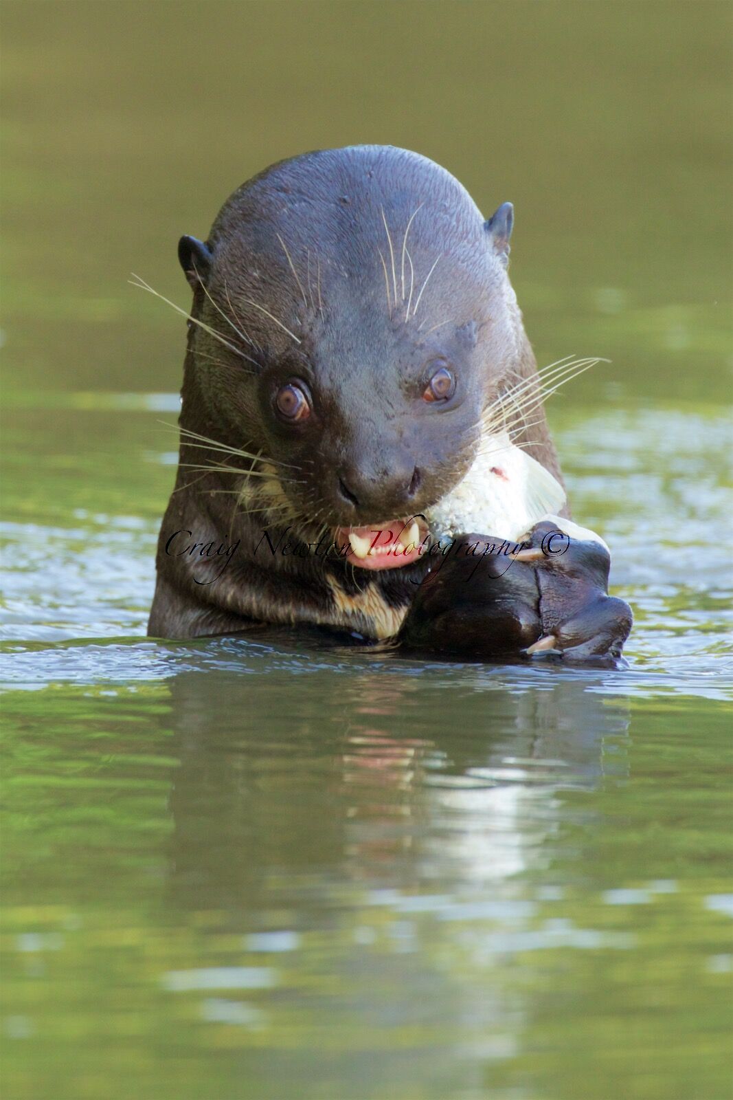 Giant River Otter (Pteronura brasiliensis), Parque Estadual Encontro das Águas, Brazil