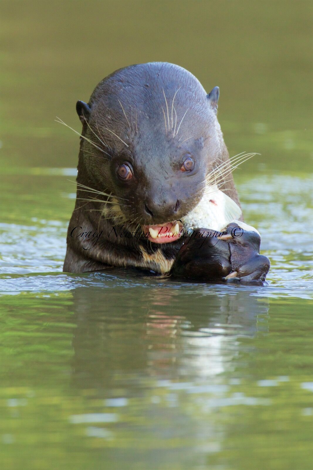 Giant River Otter (Pteronura brasiliensis), Parque Estadual Encontro das Águas, Brazil