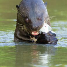 Giant River Otter (Pteronura brasiliensis), Parque Estadual Encontro das Águas, Brazil