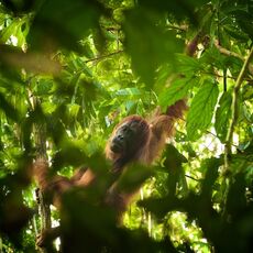Bornean Orang-utan (Pongo pygmaeus), Sabah, Malaysia