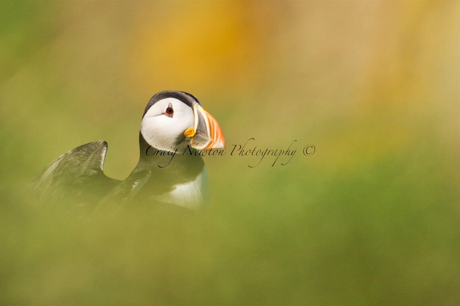 Atlantic Puffin (Fratercula arctica), Isle of May, Scotland