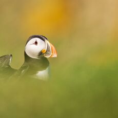 Atlantic Puffin (Fratercula arctica), Isle of May, Scotland