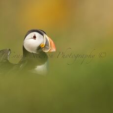 Atantic Puffin (Fratercula arctica), Isle of May, Scotland