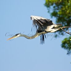 Cocoi Heron (Ardea cocoi), Parque Estadual Encontro das Águas, Brazil