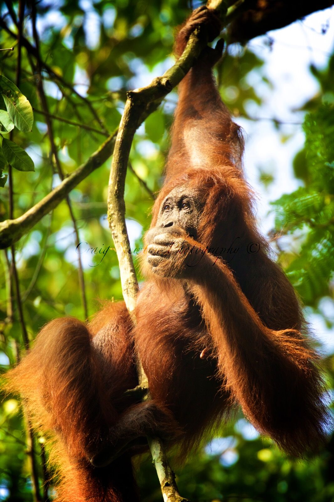 Bornean Orang-utan (Pongo pygmaeus), Danum Valley Conservation Area, Sabah, Malaysia