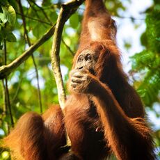 Bornean Orang-utan (Pongo pygmaeus), Danum Valley Conservation Area, Sabah, Malaysia